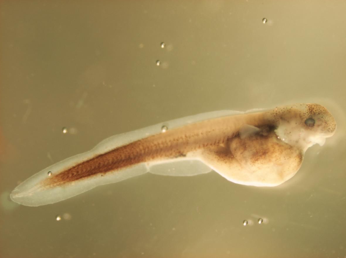 Sturgeon embryo